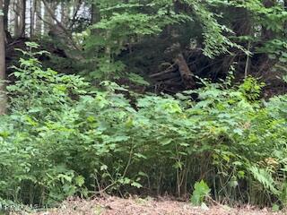 a plant view in yard