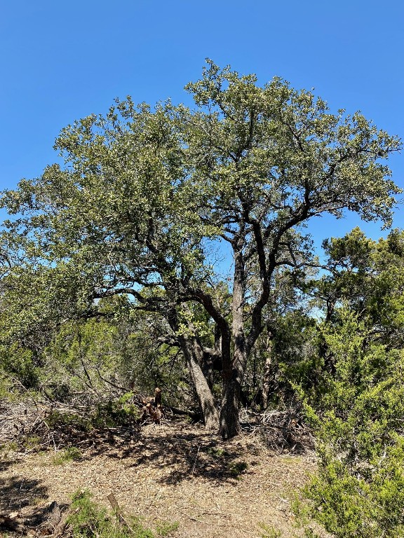 a view of a tree in a yard