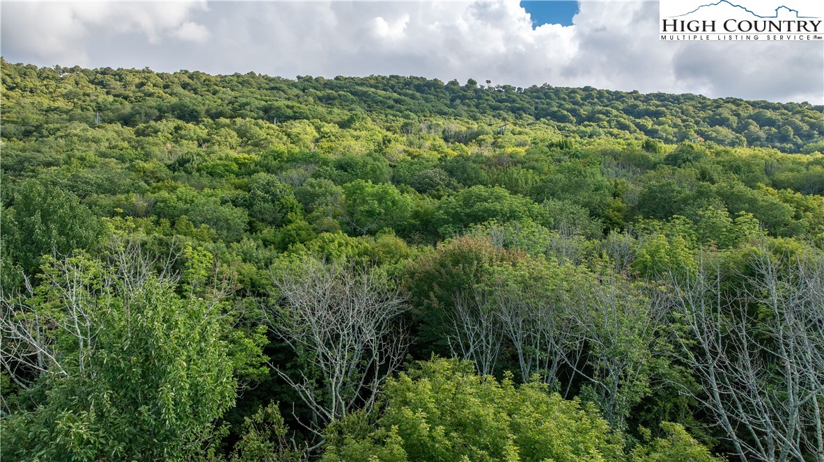 a view of a bunch of trees