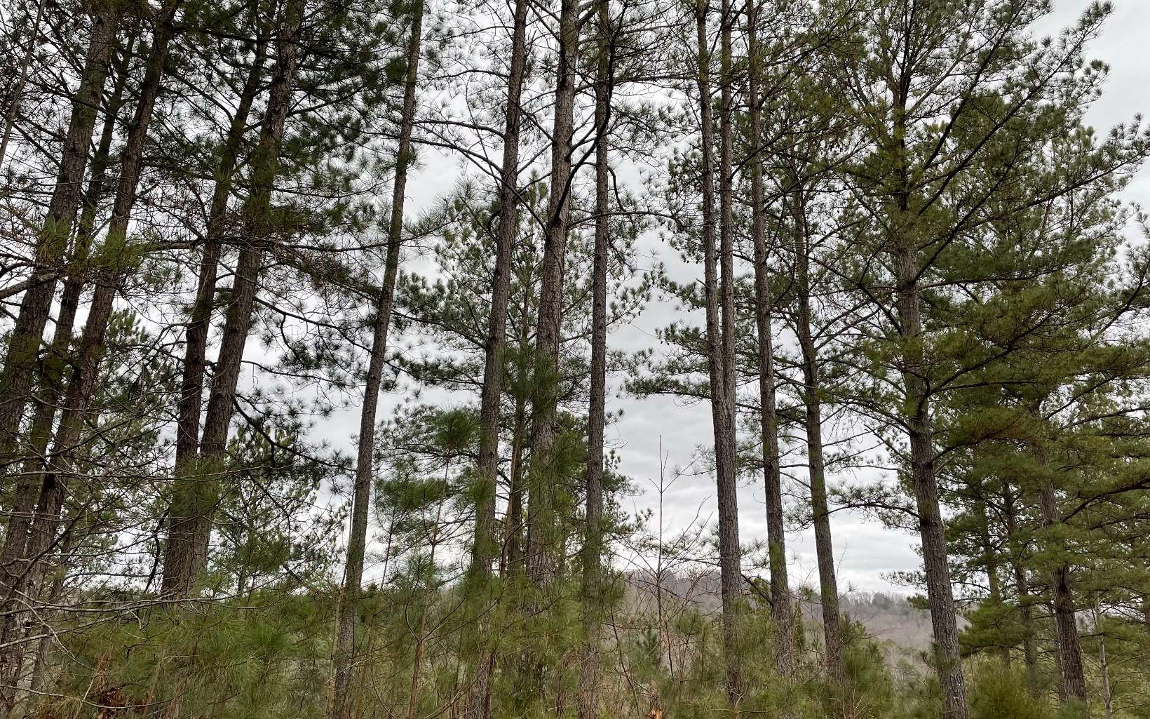 a backyard of a house with lots of trees