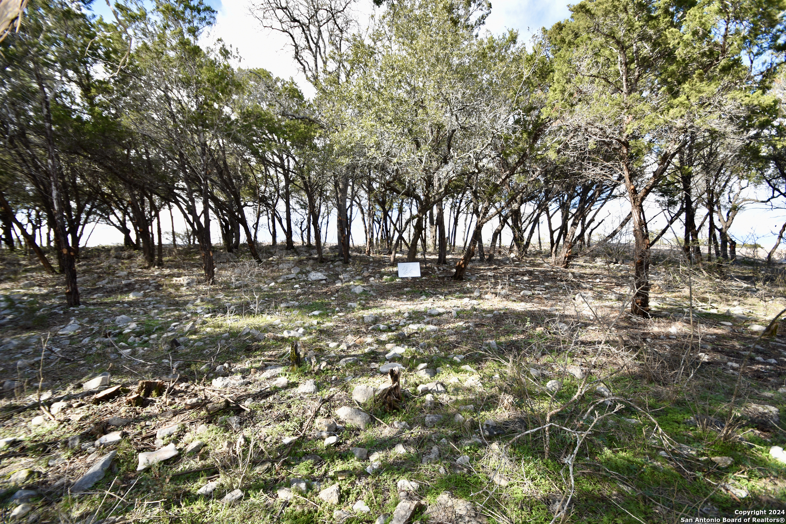 a view of yard with trees