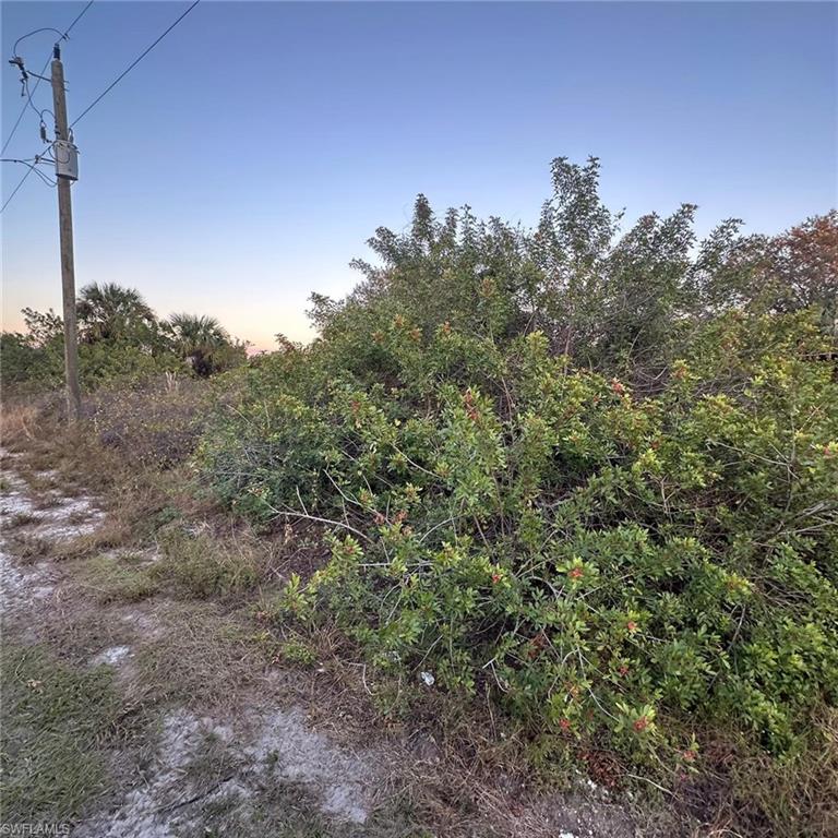 a view of a dry yard with lots of bushes