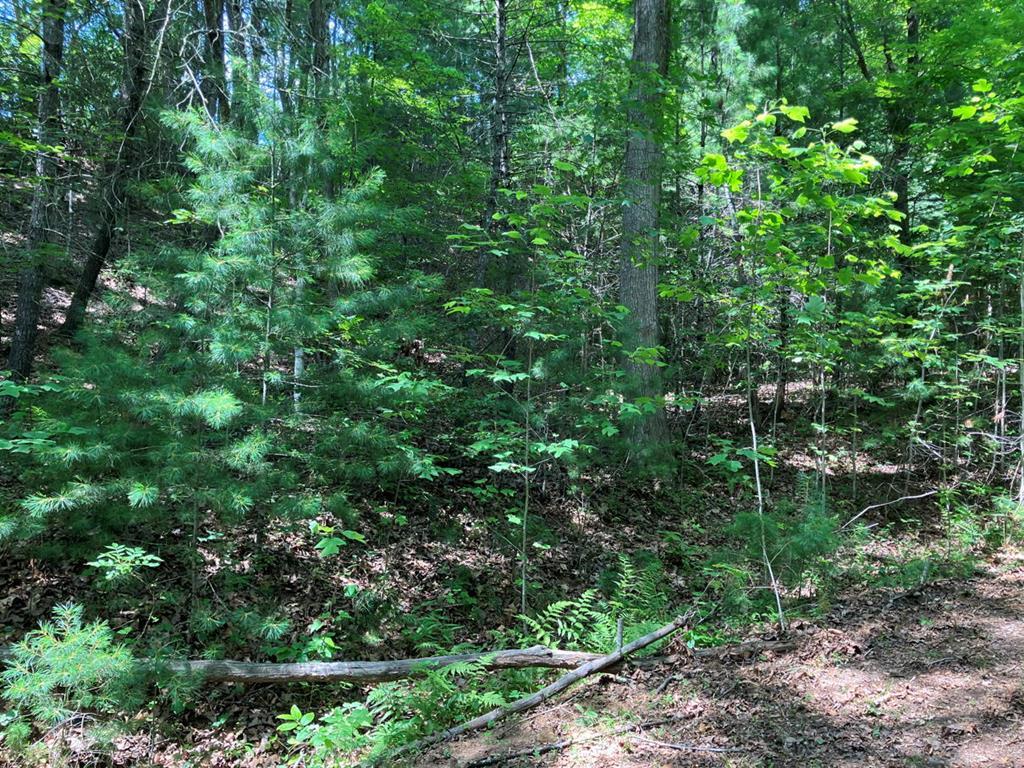 a view of a forest with a tree