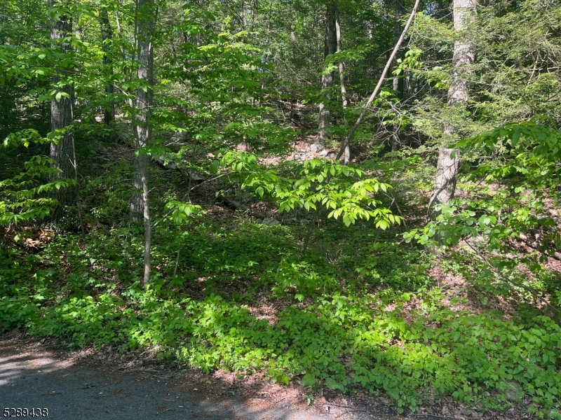 a view of a lush green forest