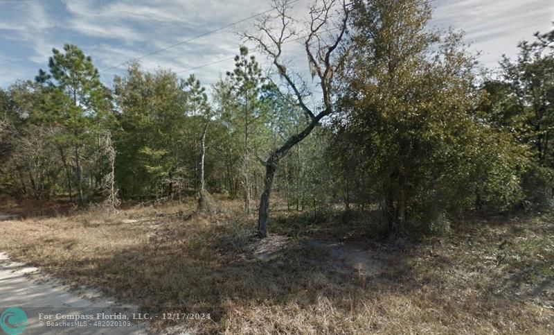 a view of a forest with trees in the background