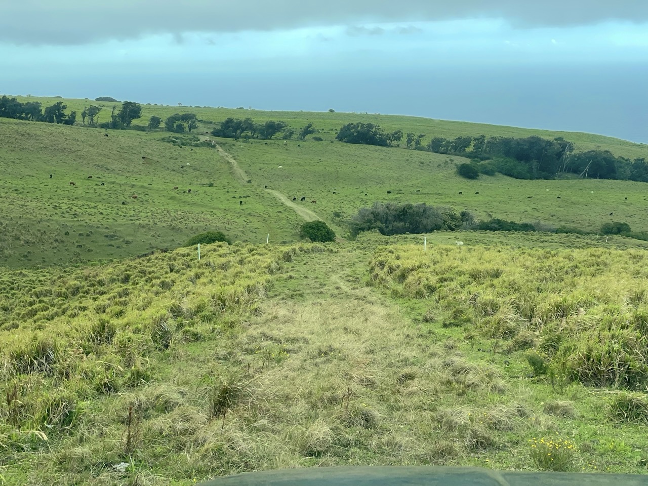 a view of a green field with lots of green space