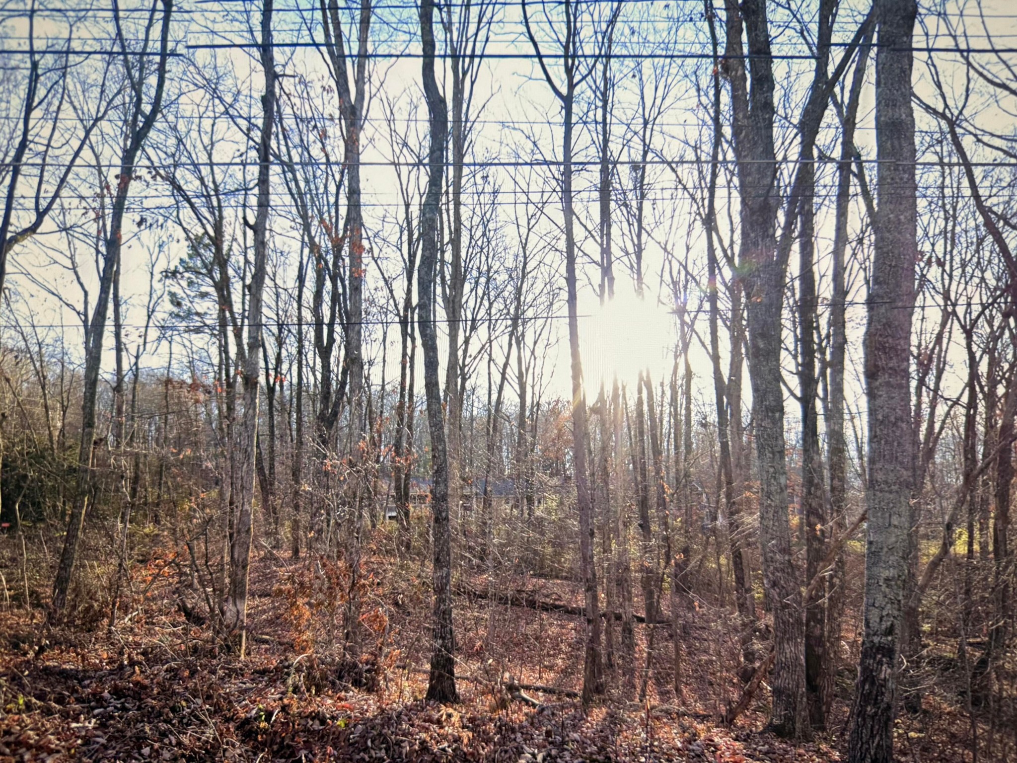 a view of forest