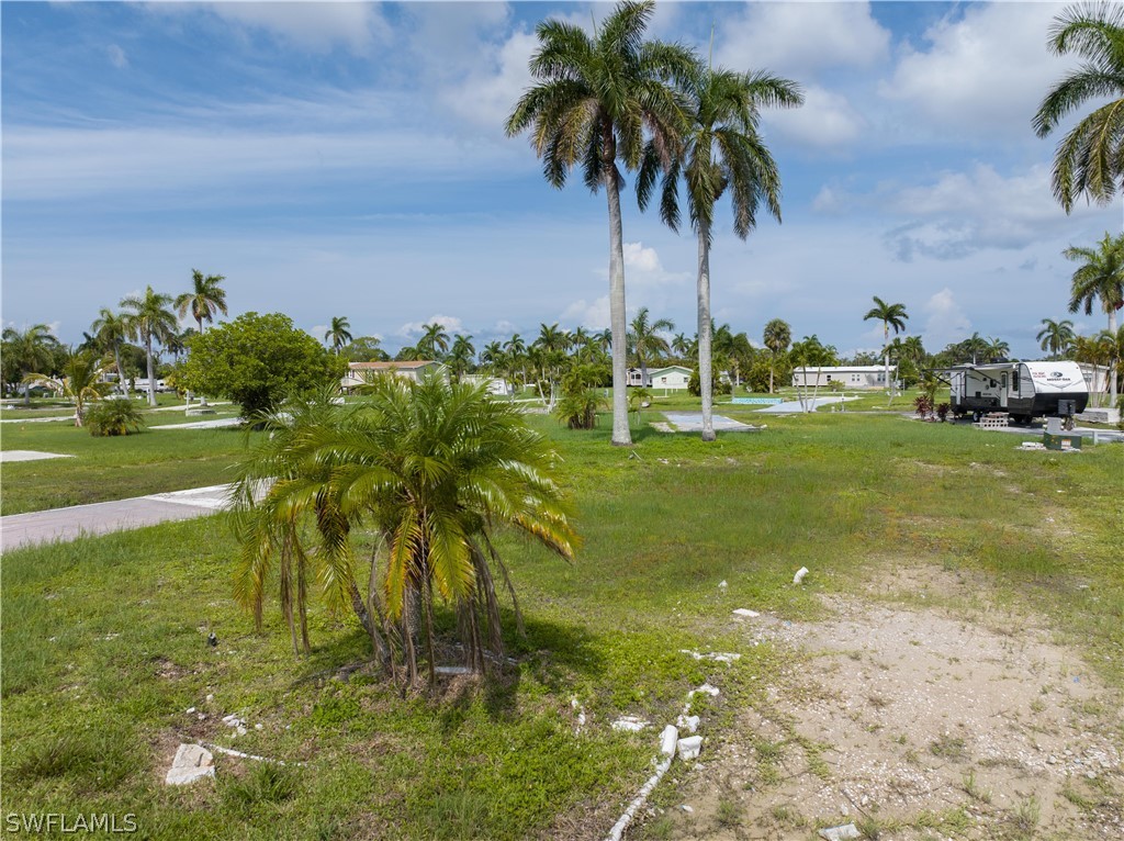 a view of a yard with a palm tree