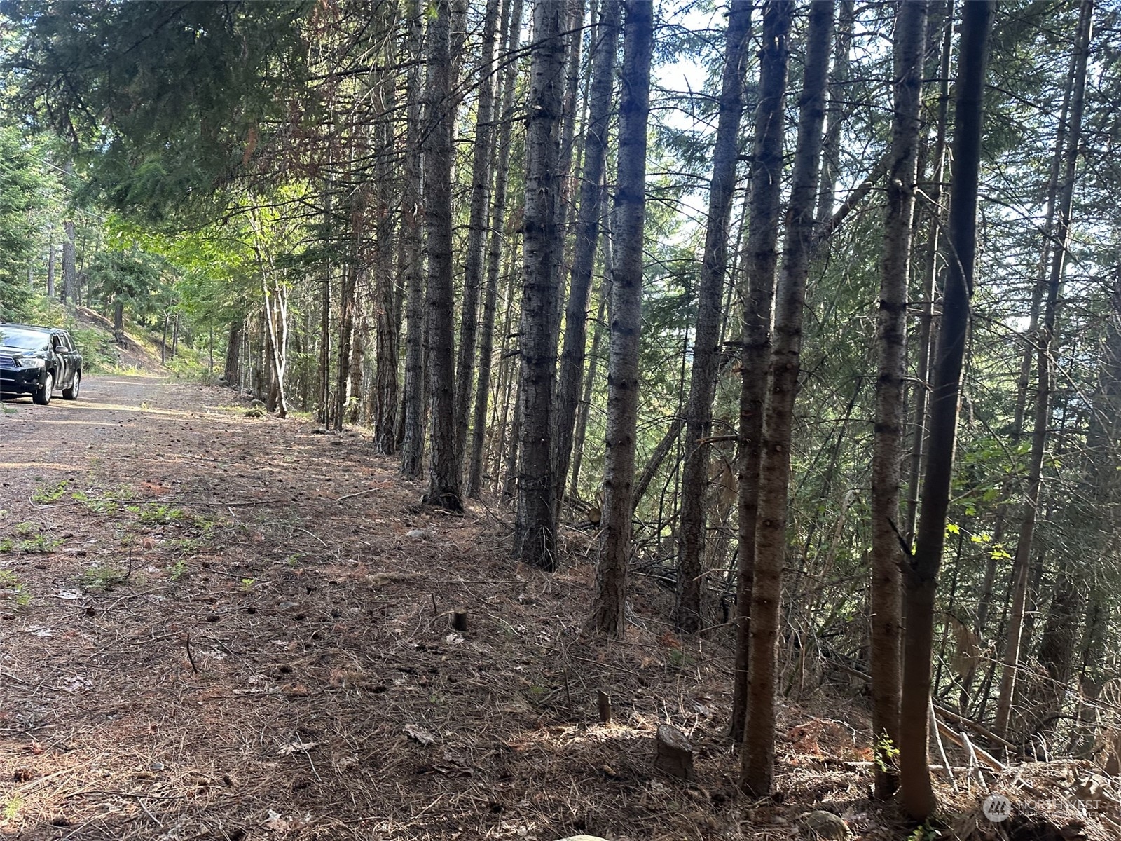 a view of a forest with trees