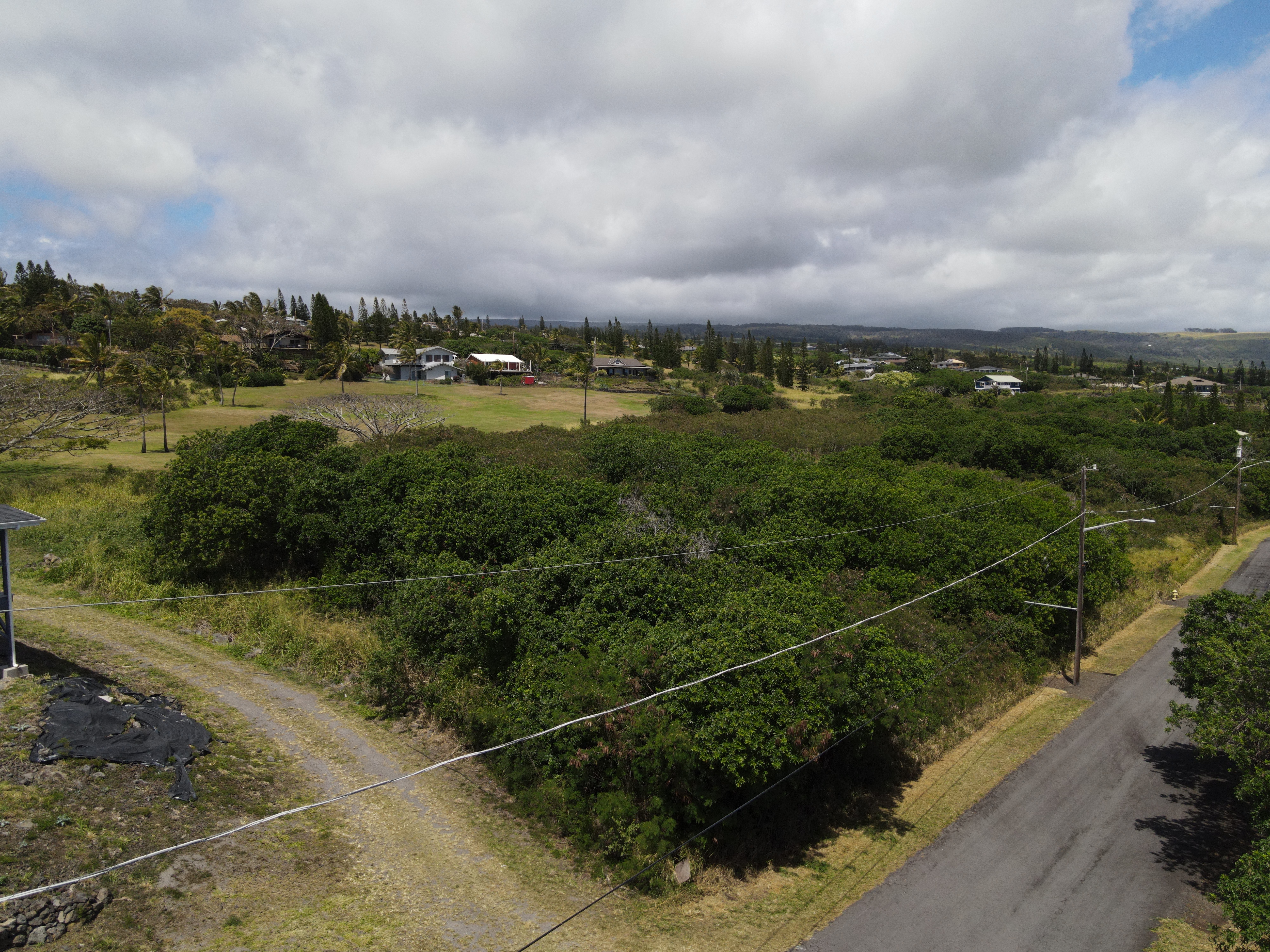 a view of a city with lots of trees