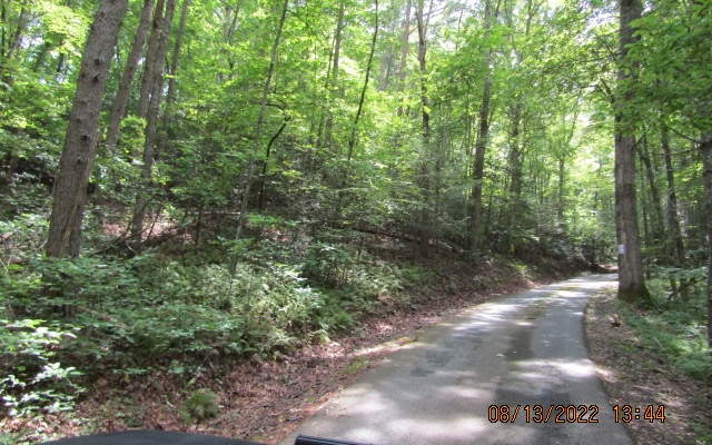 a view of a forest with trees in the background