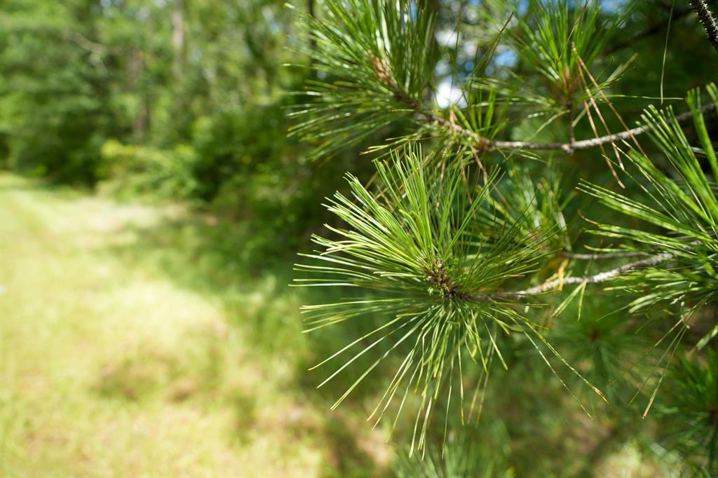 a view of a plant