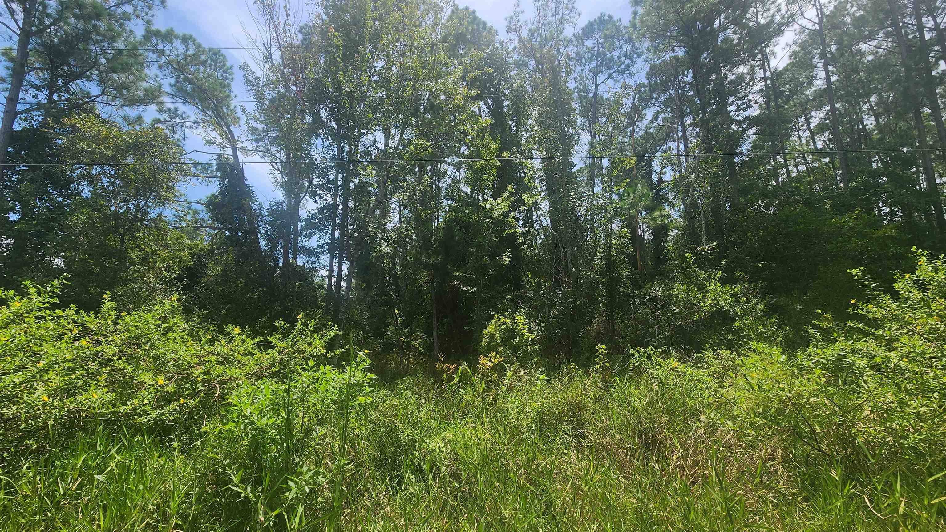 a view of a lush green forest