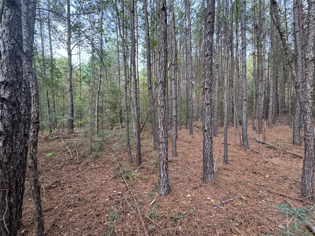 a view of a forest with trees in the background