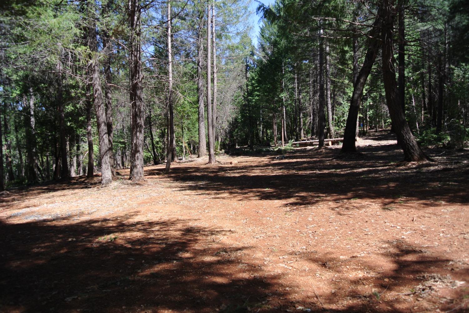 a view of park with large trees