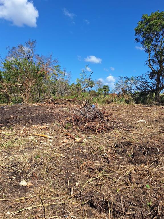 a view of a yard with a tree