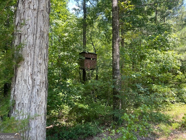 a view of a trees in a yard