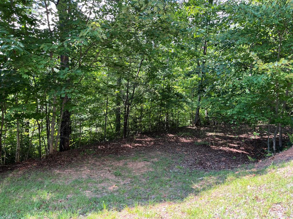 a view of a backyard with trees