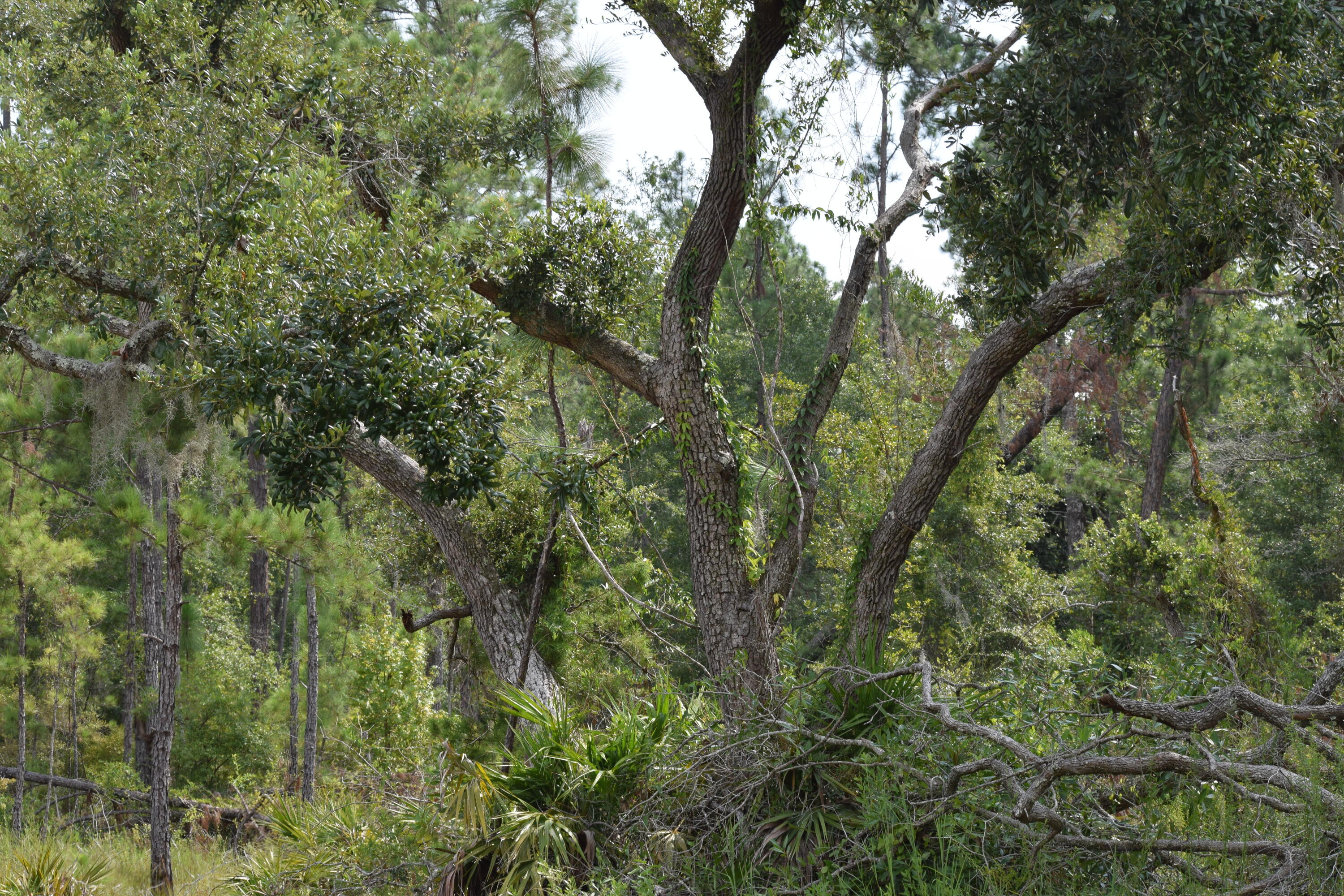 a view of forest