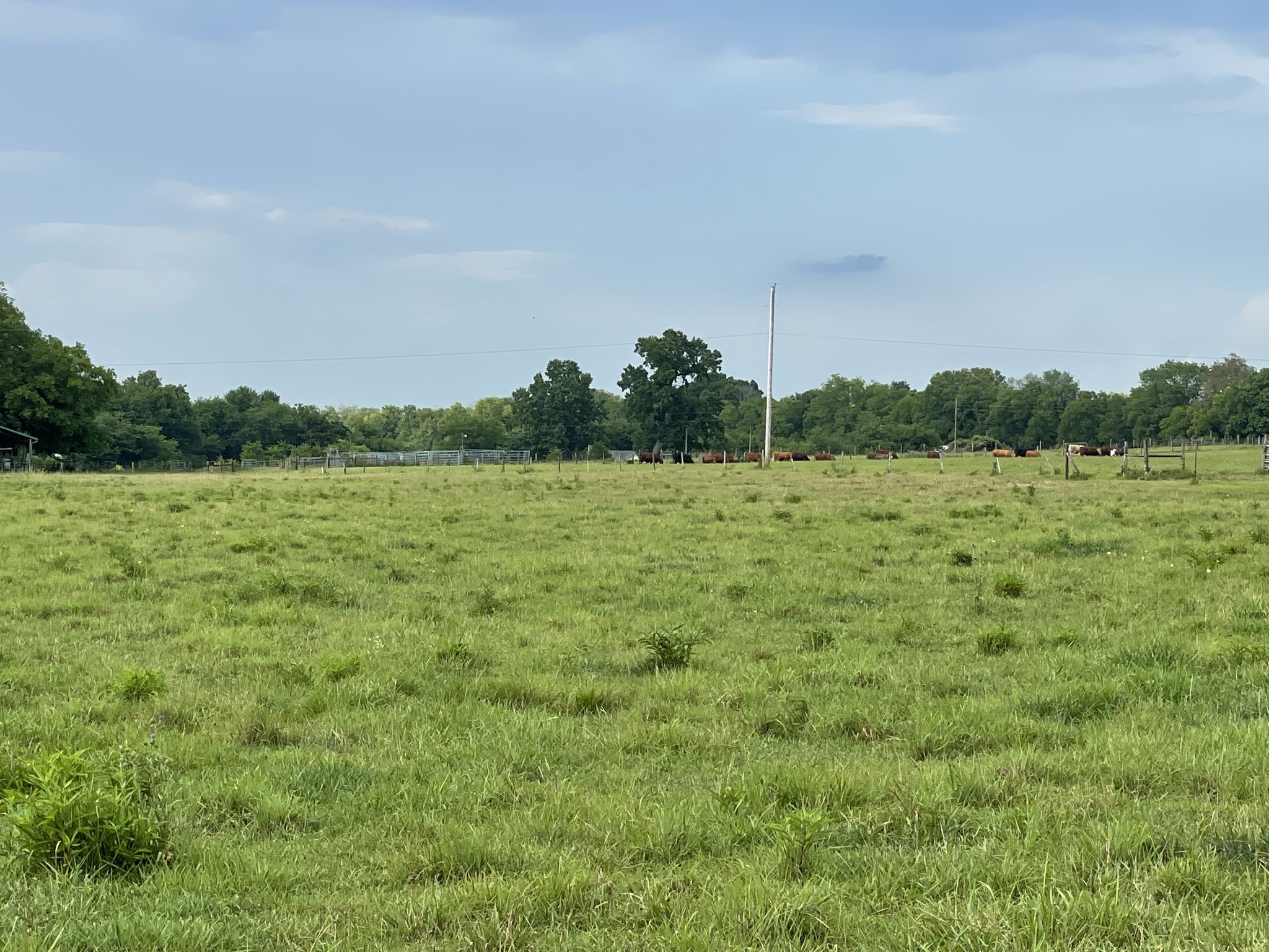 a view of a field with a tree