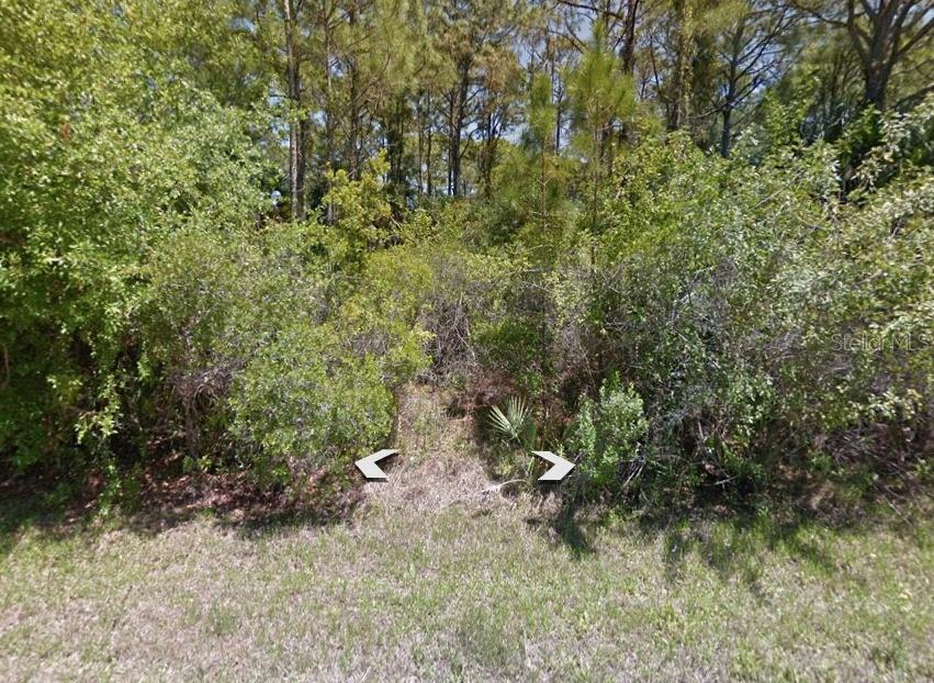 a view of a forest with a tree