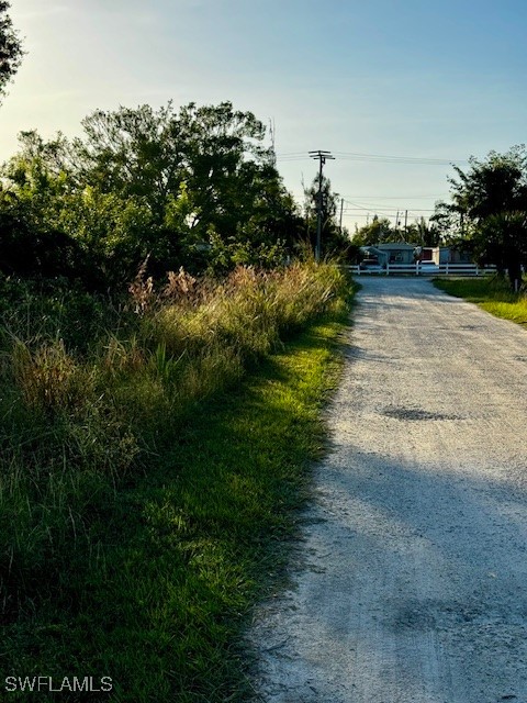 a view of a yard with plants and a tree