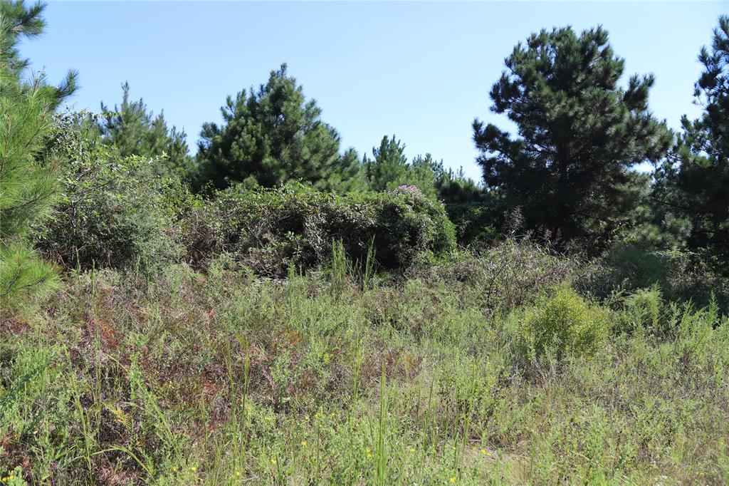 a view of a lush green forest with lots of trees