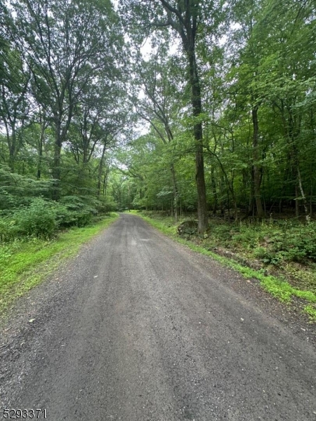 a view of a forest with trees