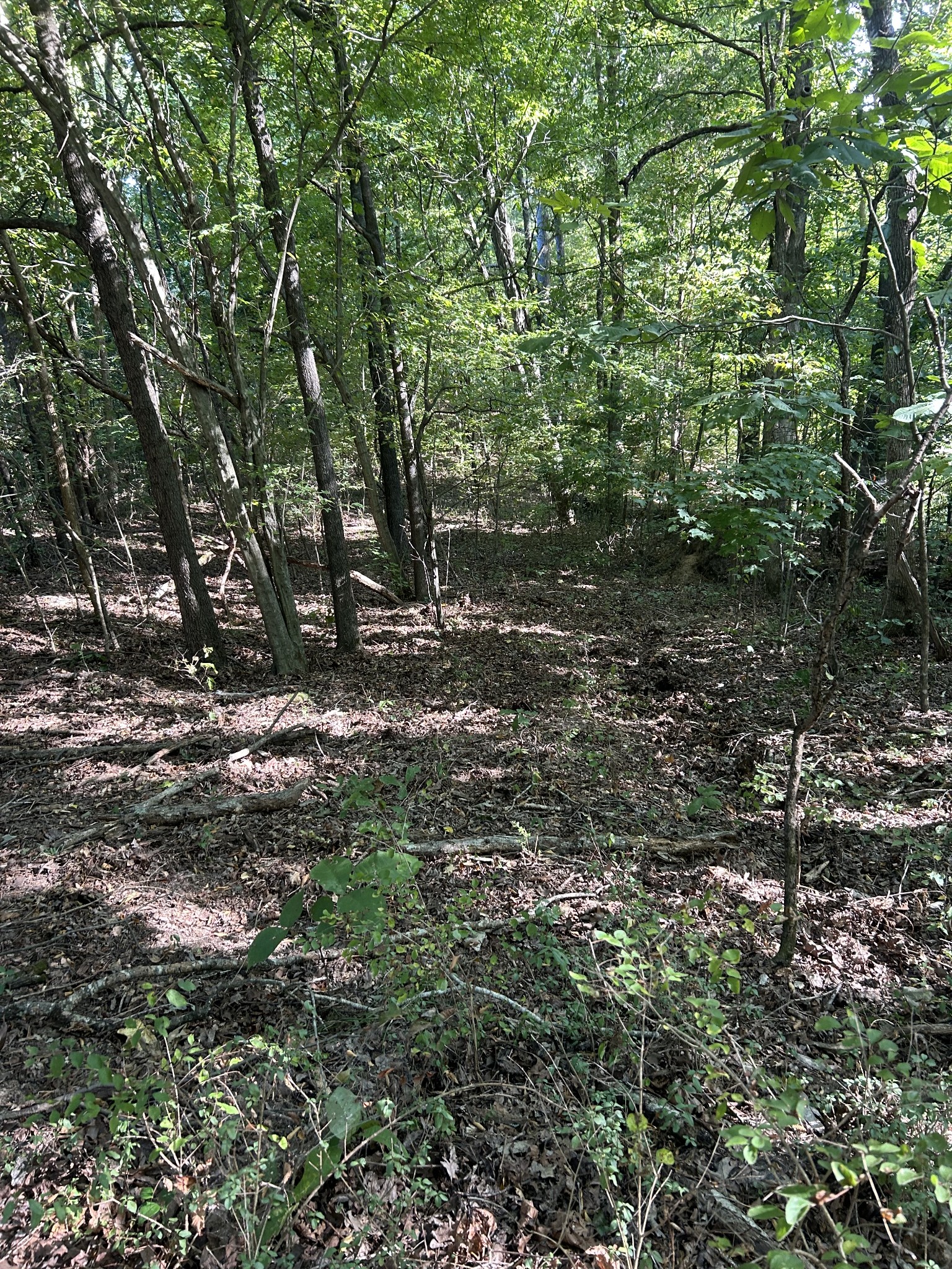 a view of outdoor space with trees