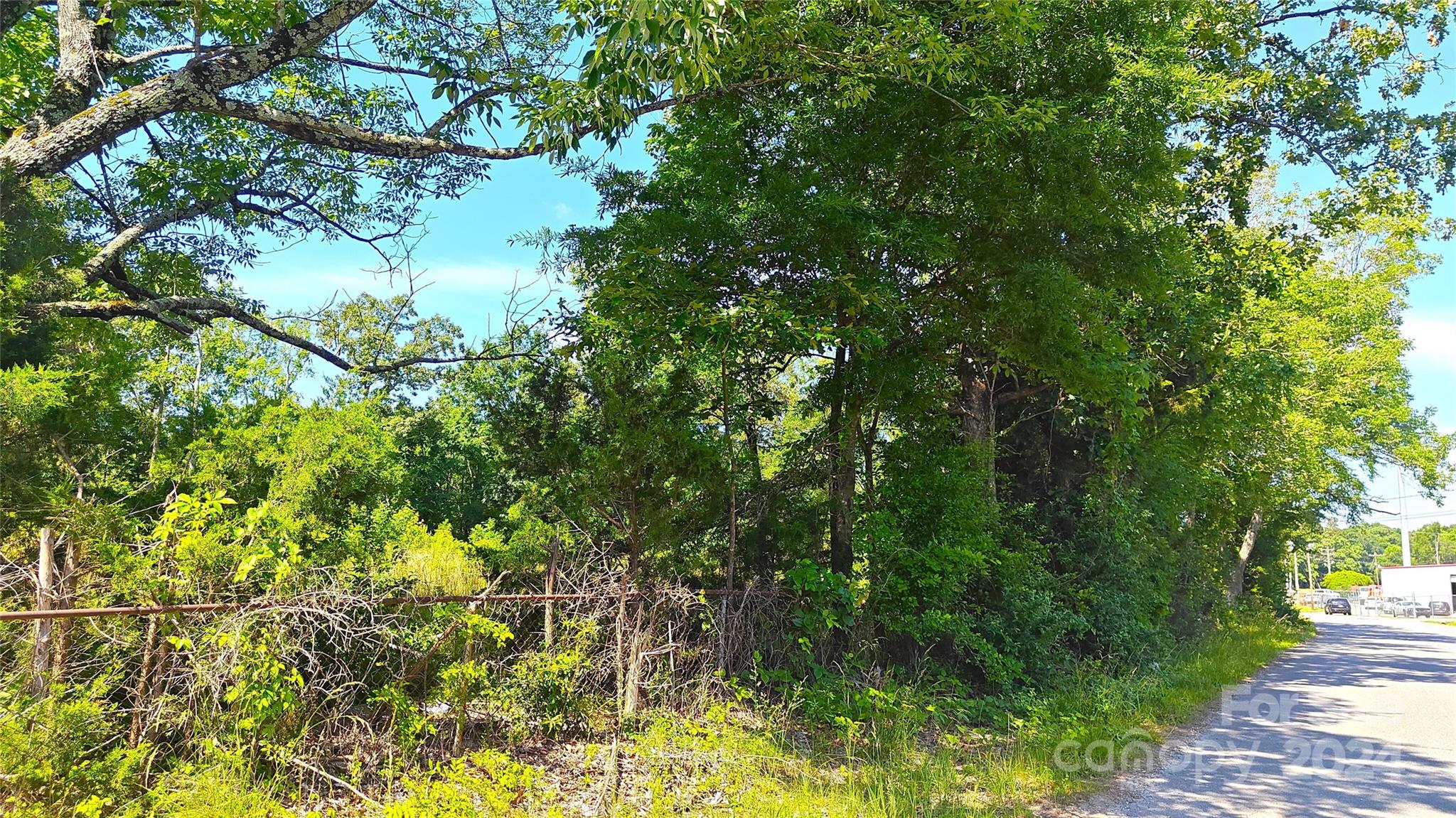 a view of a yard with plants and large trees