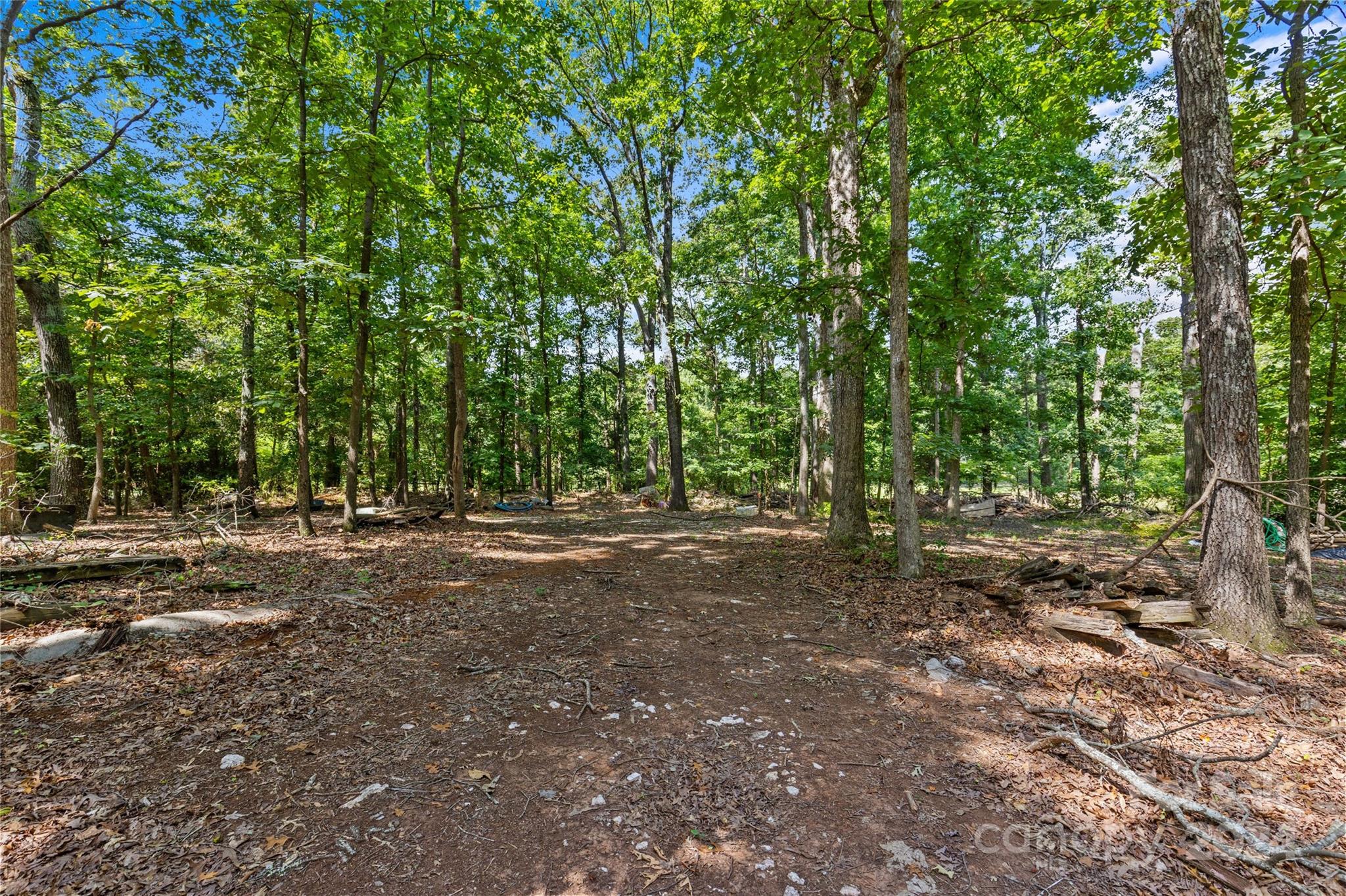 a view of a forest with trees in the background