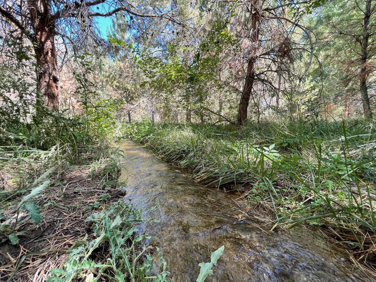 a view of a forest with lots of trees