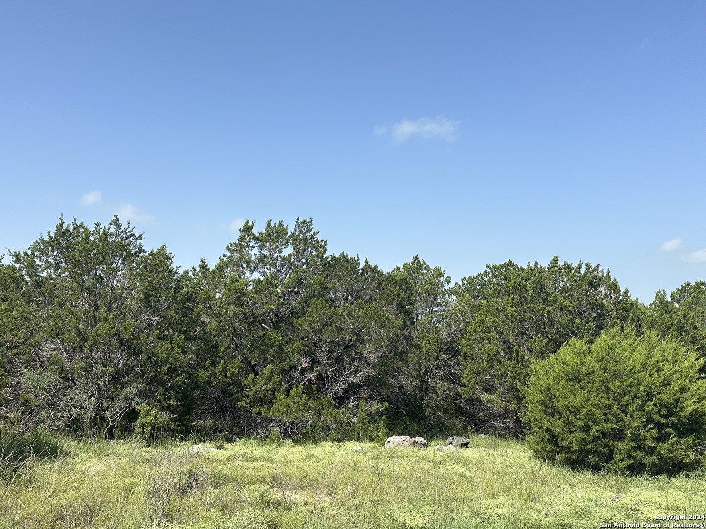 a view of a yard