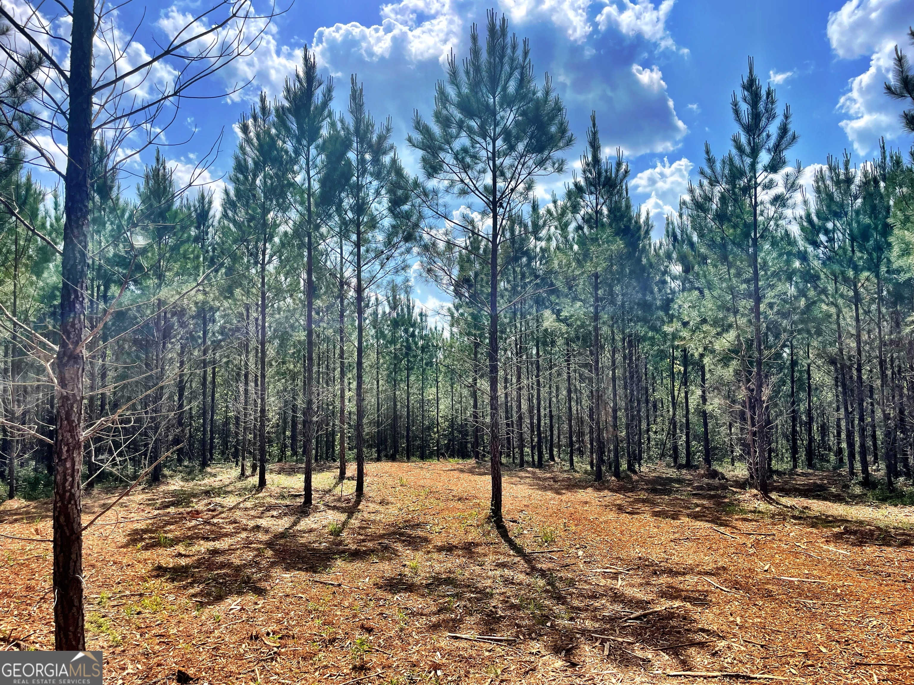 a view of a tree with a yard