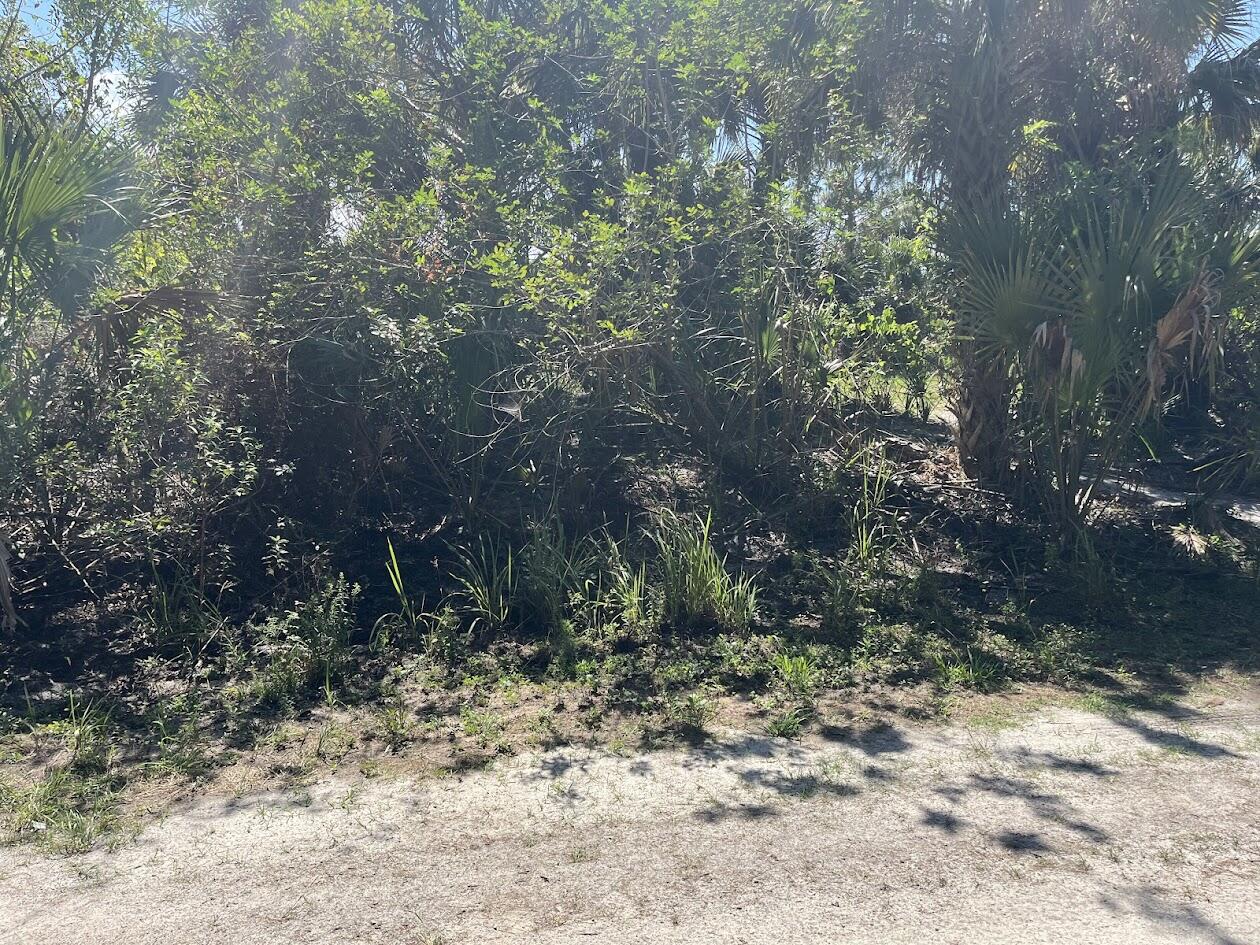 a view of a yard with plants and trees