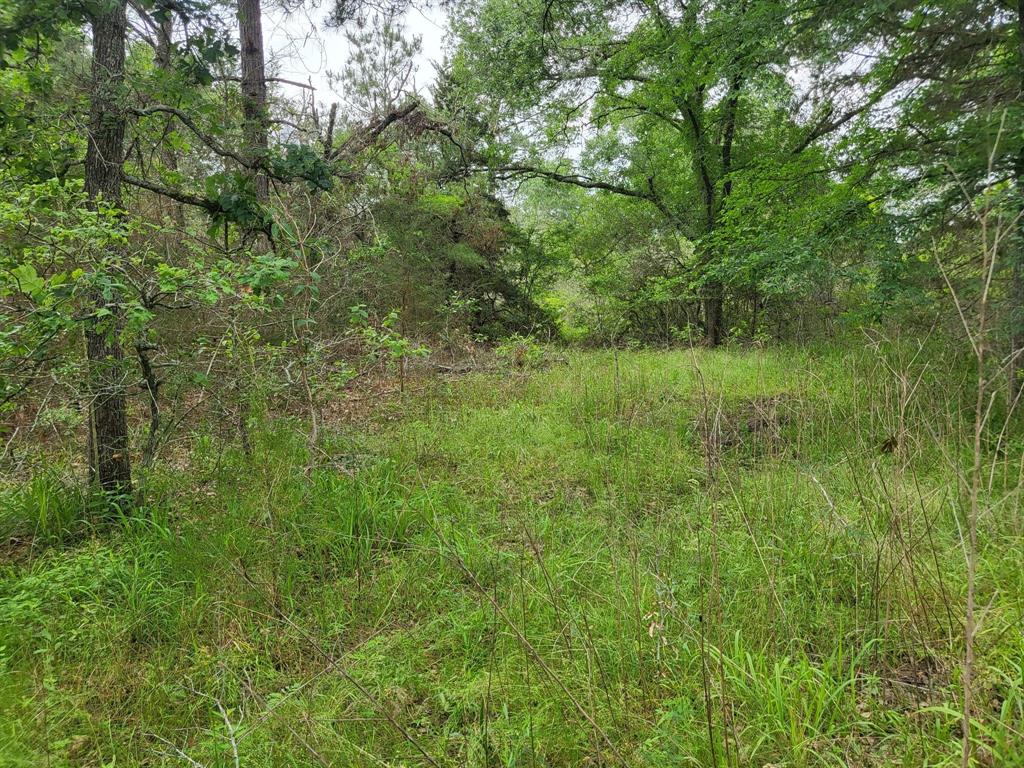 a view of a lush green space