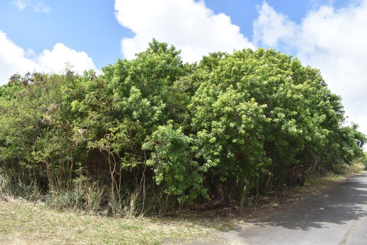 Green Sand Subdivision - beautiful corner lot on Mark Twain St and Kahili