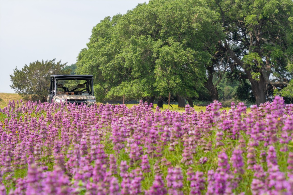 a picture of flowers