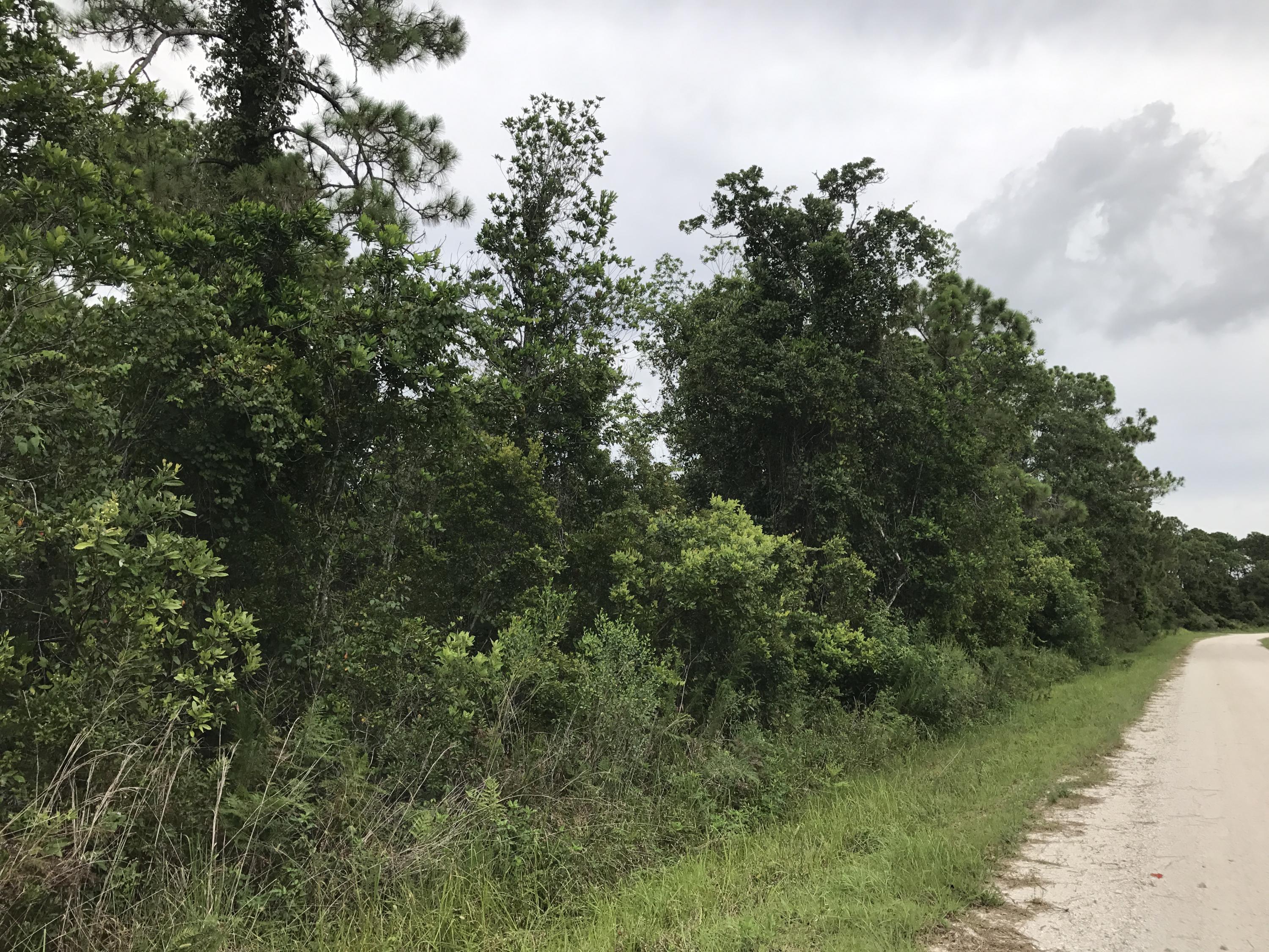 a view of a forest with a tree