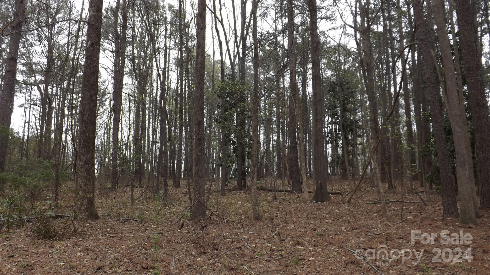 a view of outdoor space with lots of trees