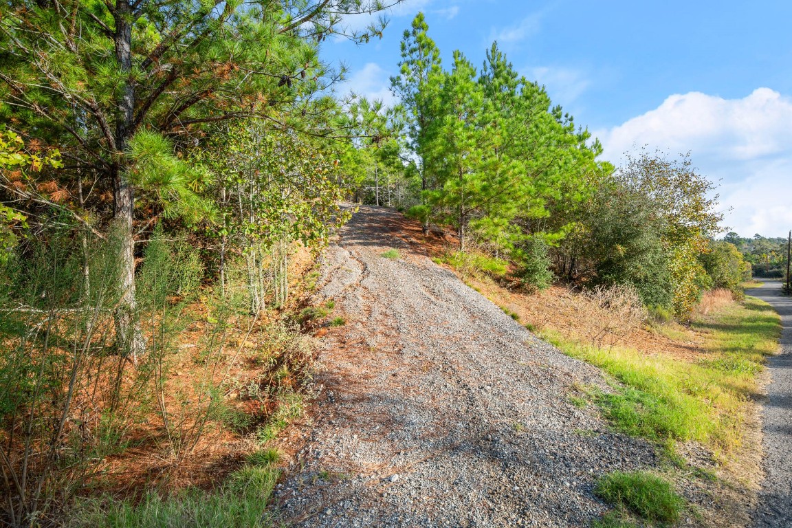 a view of a yard with plants and trees