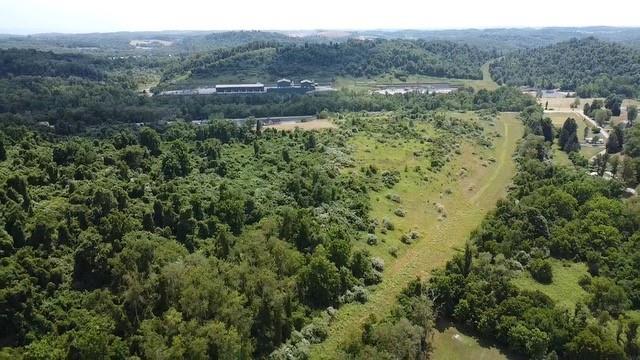 a view of a forest with a yard