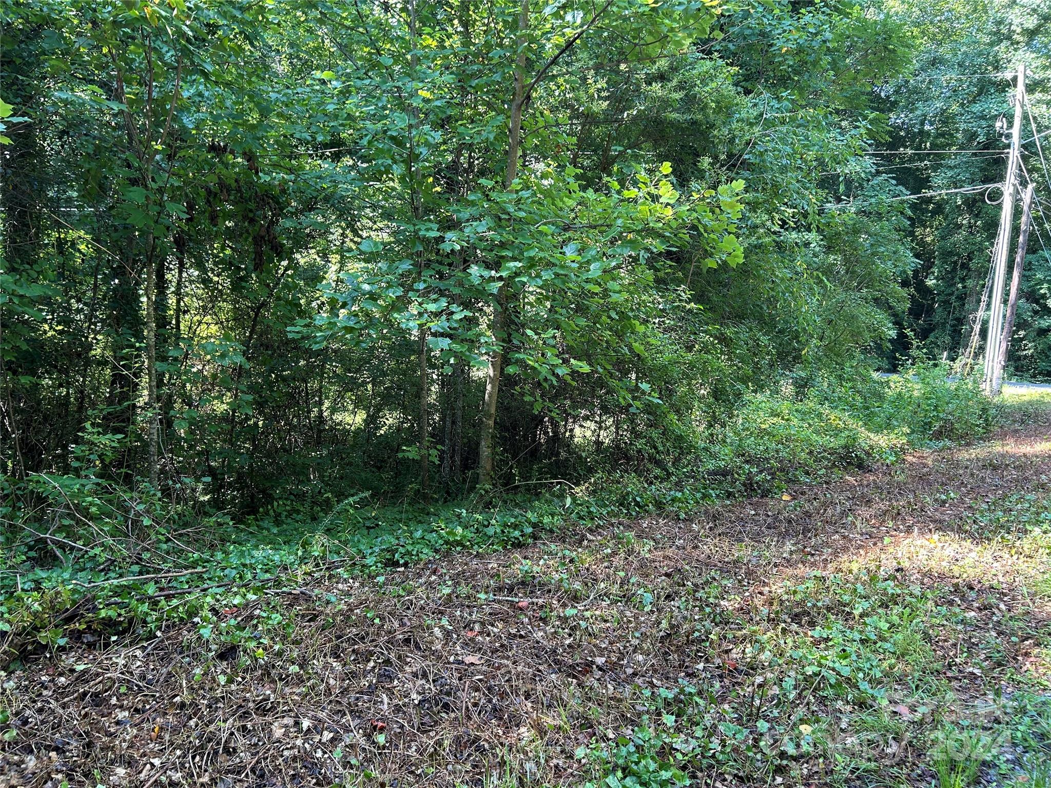 a view of a forest with trees in the background