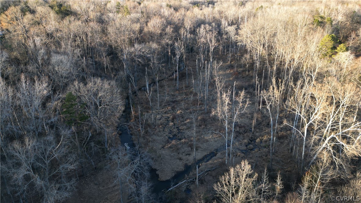 a view of a forest