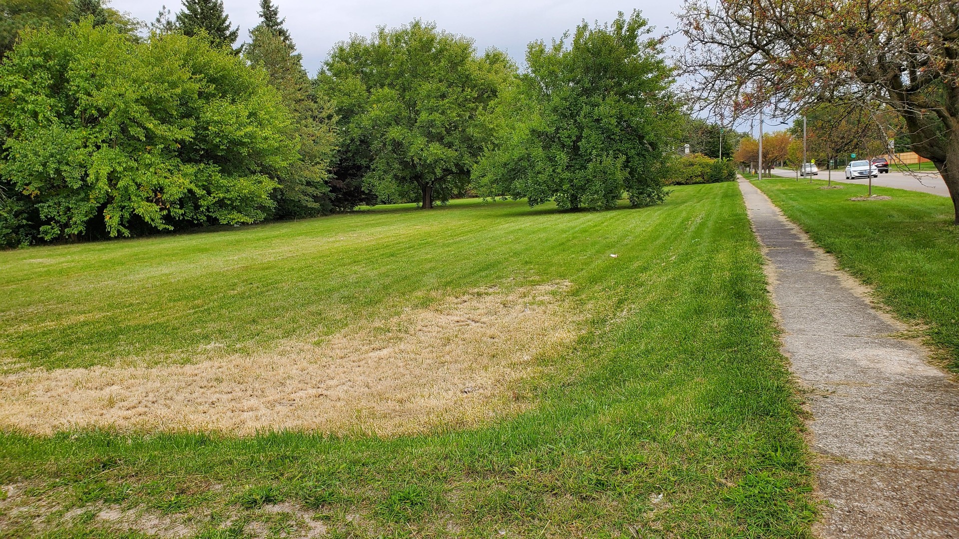 a view of a grassy field with trees