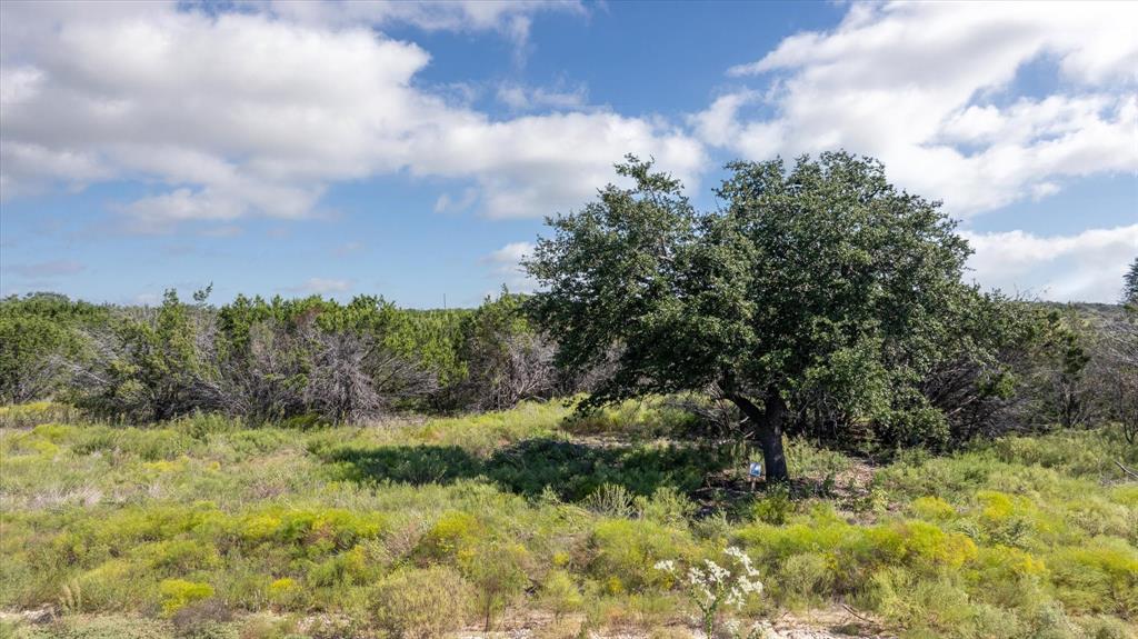 a view of a yard with a tree