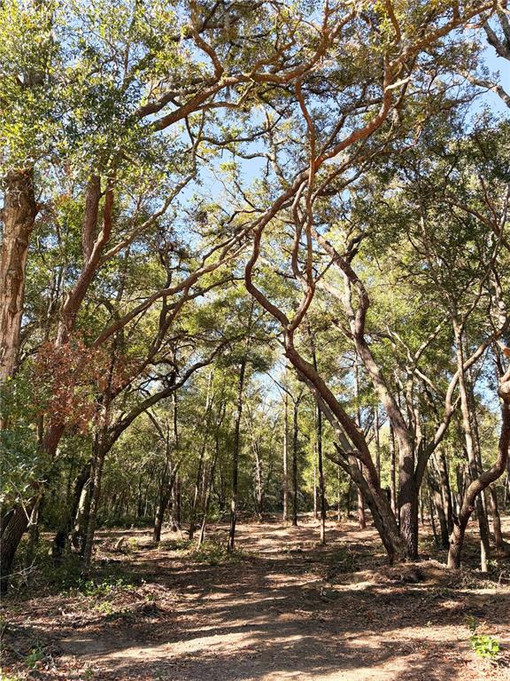 a view of outdoor space and trees