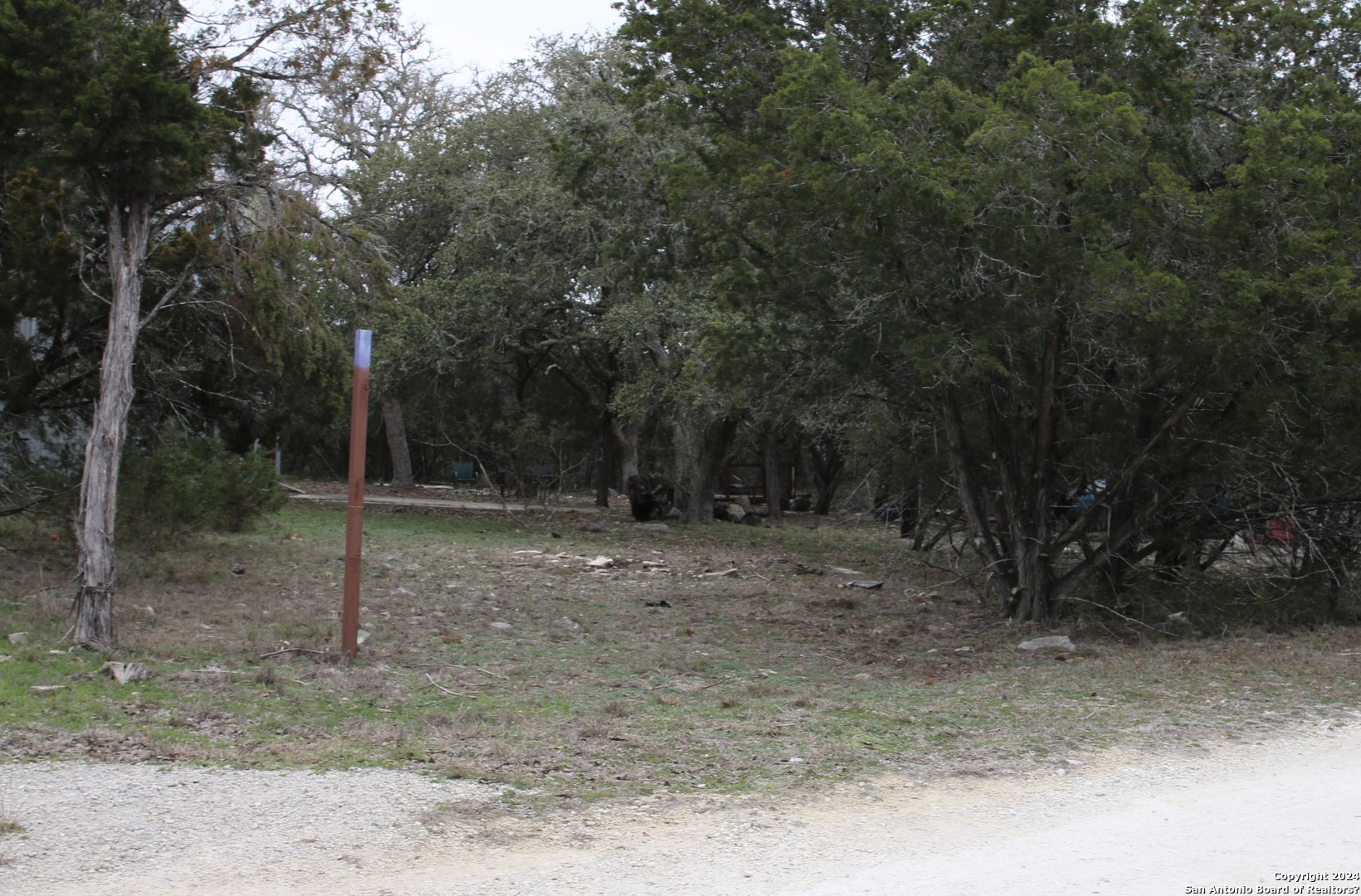 a view of a forest with trees in the background