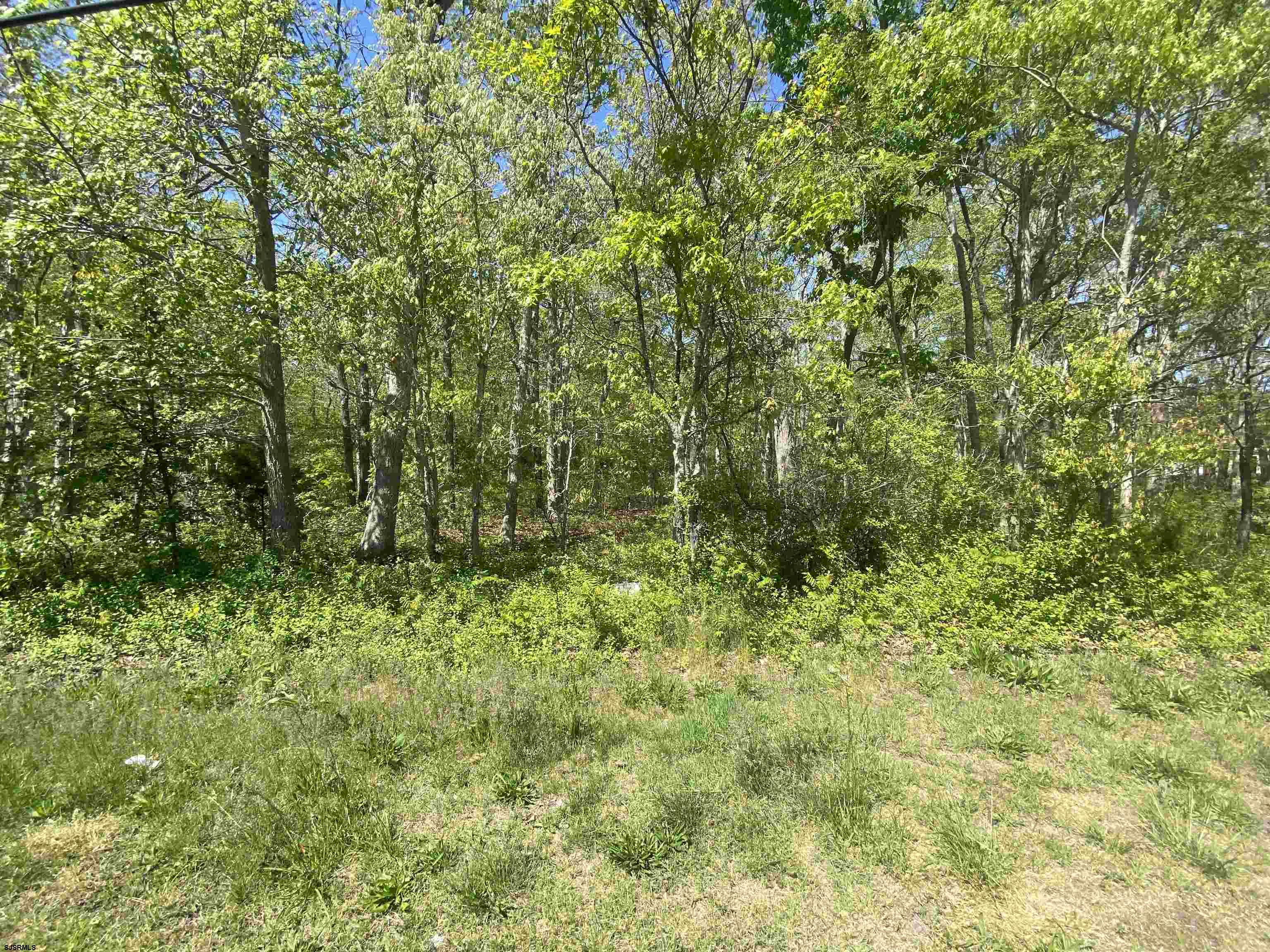 a view of a lush green forest