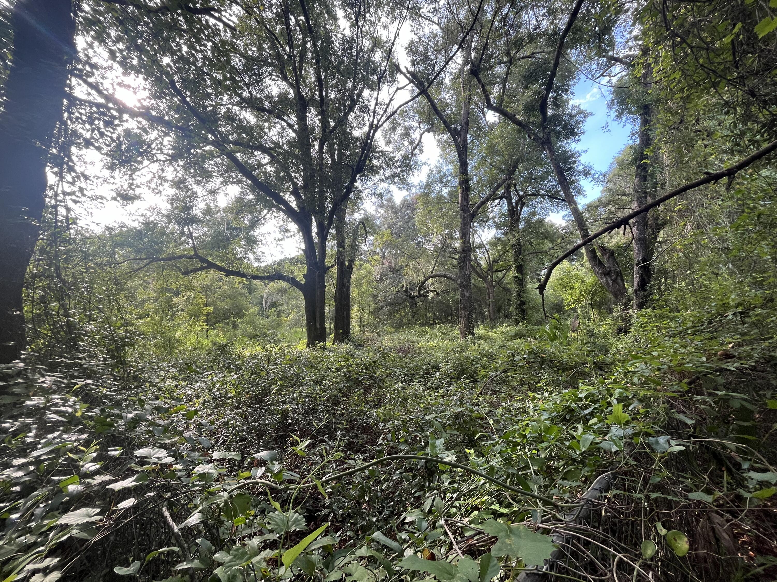 a view of a forest filled with trees